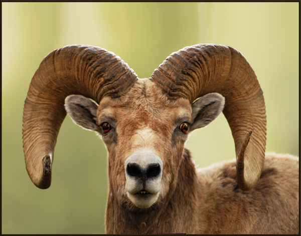 BH Ram