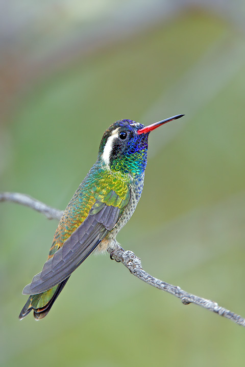 White-eared Hummingbird 