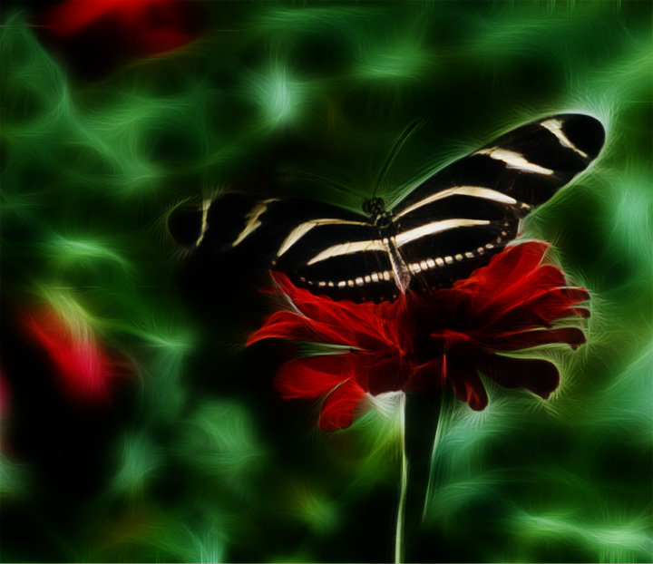 Zebra Longwing  & repost