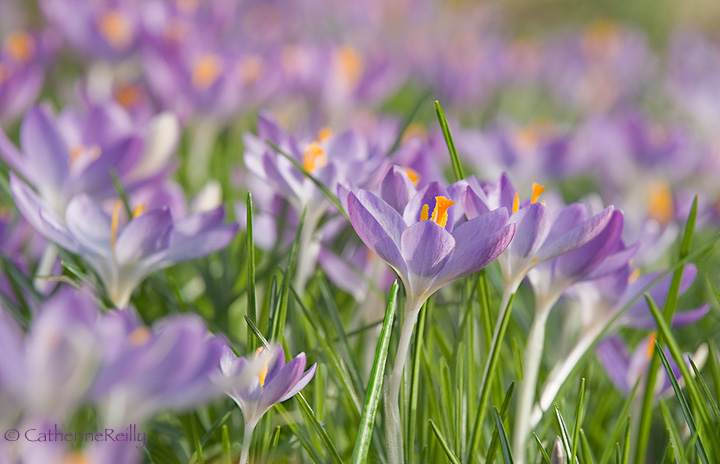 Noon in the Crocus Fores