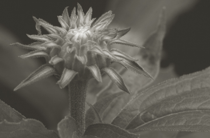 Coneflower bud
