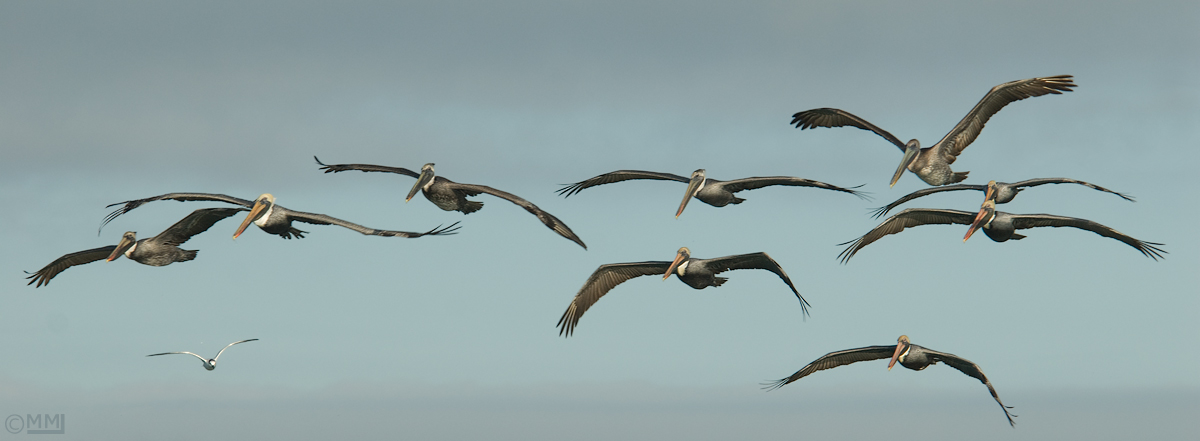 Brown Pelican Pano