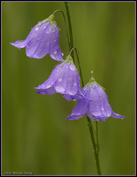 Cascading Harebells