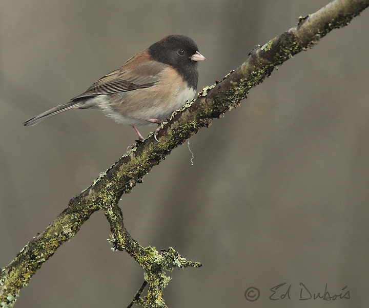 Junco in fog