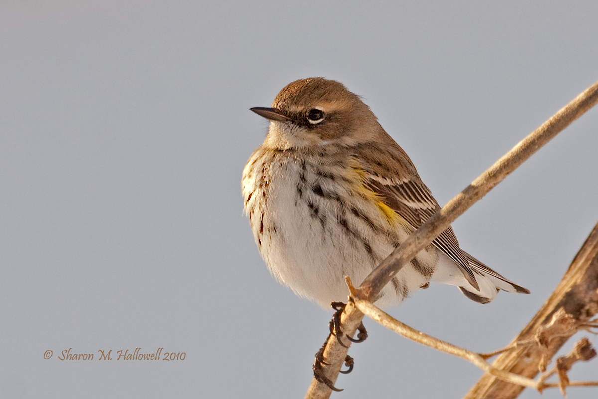 Yellow-rumped Warbler