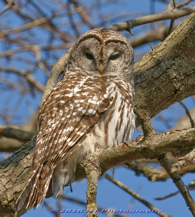 Barred Owl
