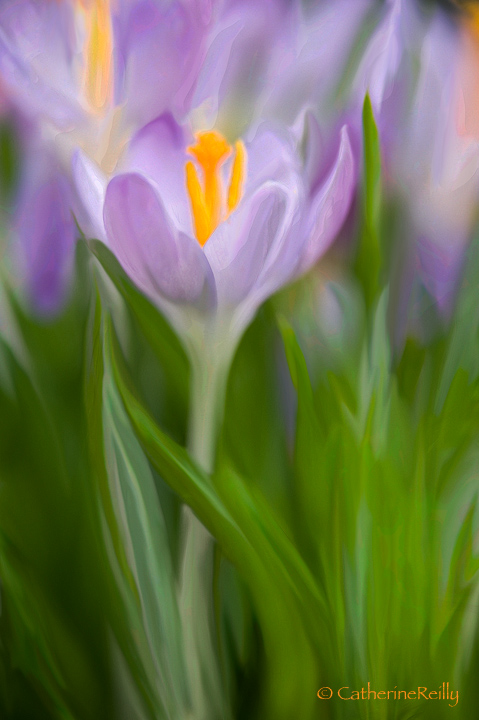 Crocus Painting