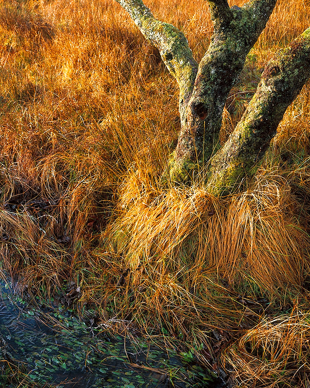 Shores of Loch Awe