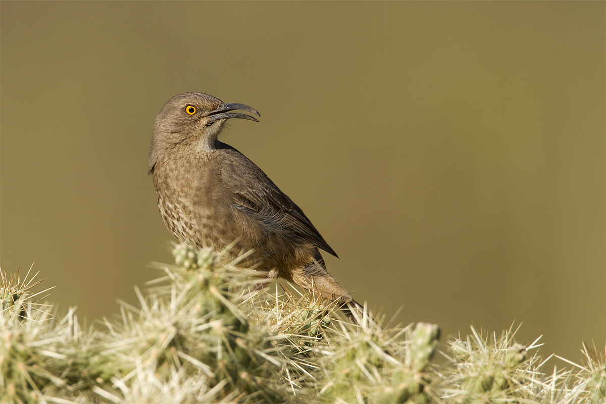 Curve-billed Thrasher