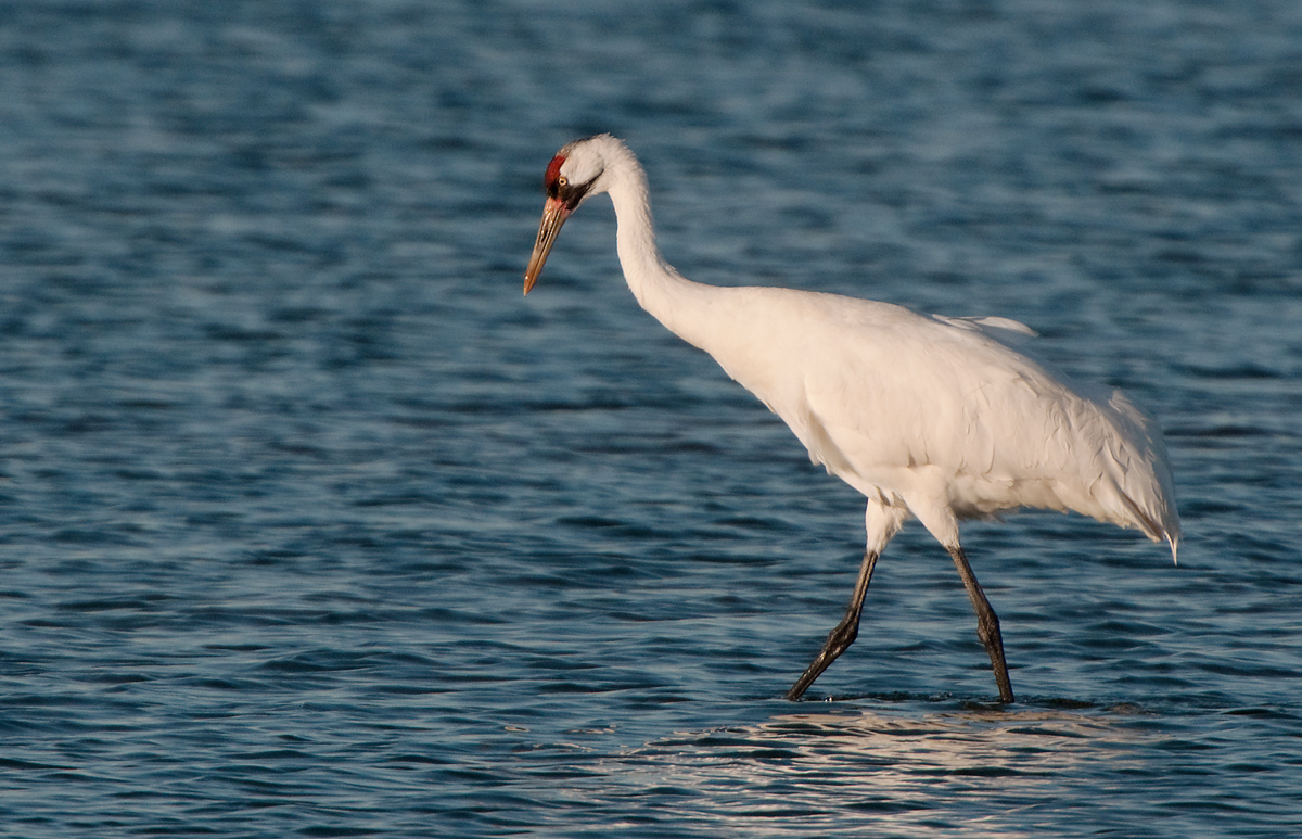 Whooper crabbing