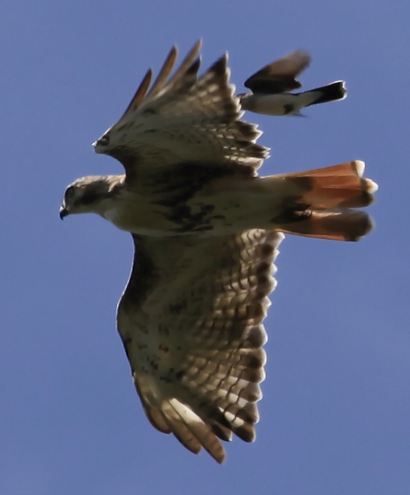 Red Tailed Hawk