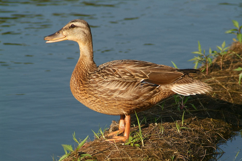 Female Mallard
