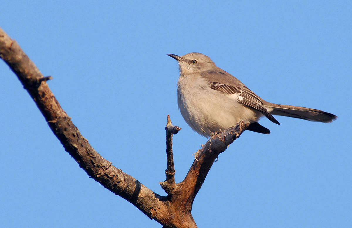 Texas state bird