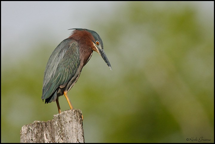 Green Backed Heron