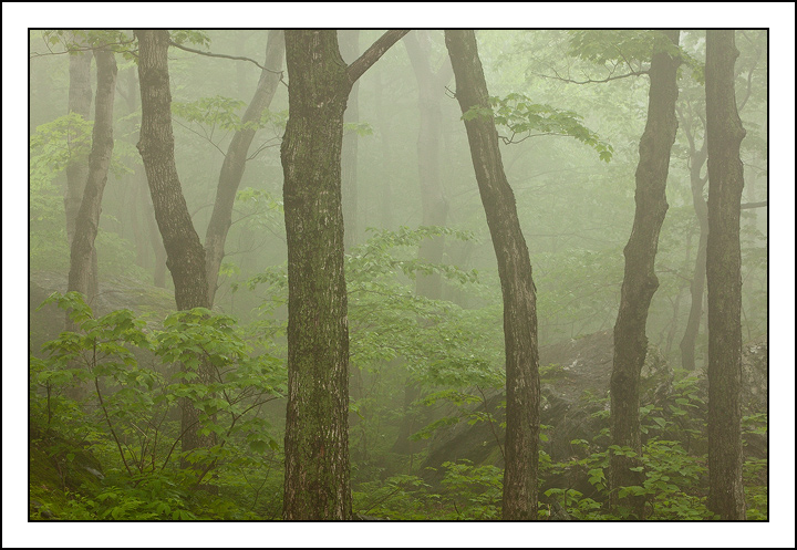 Fog Forest
