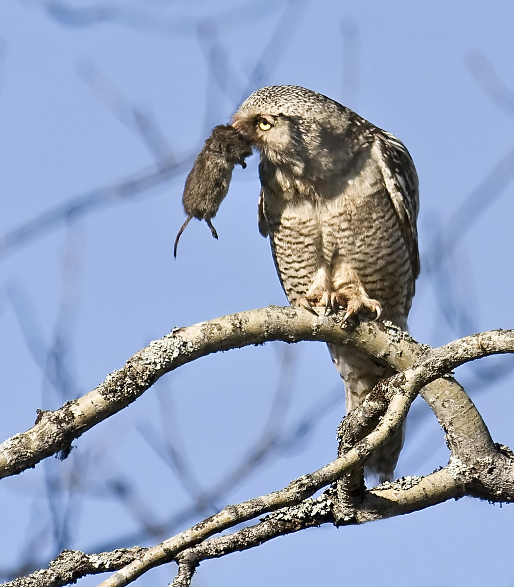 Hawke Owl