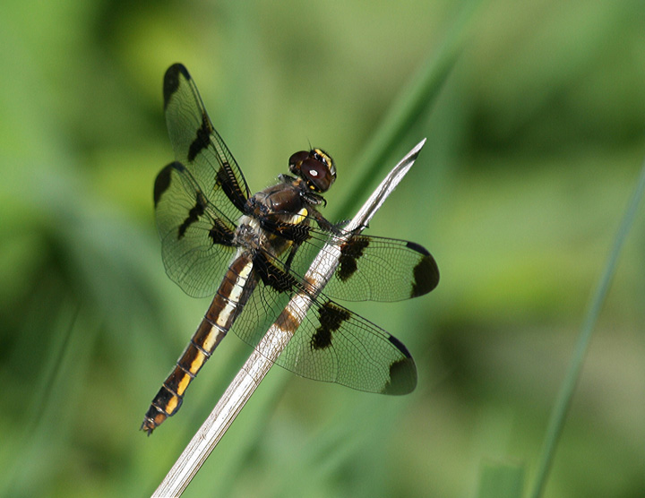 Dragonfly