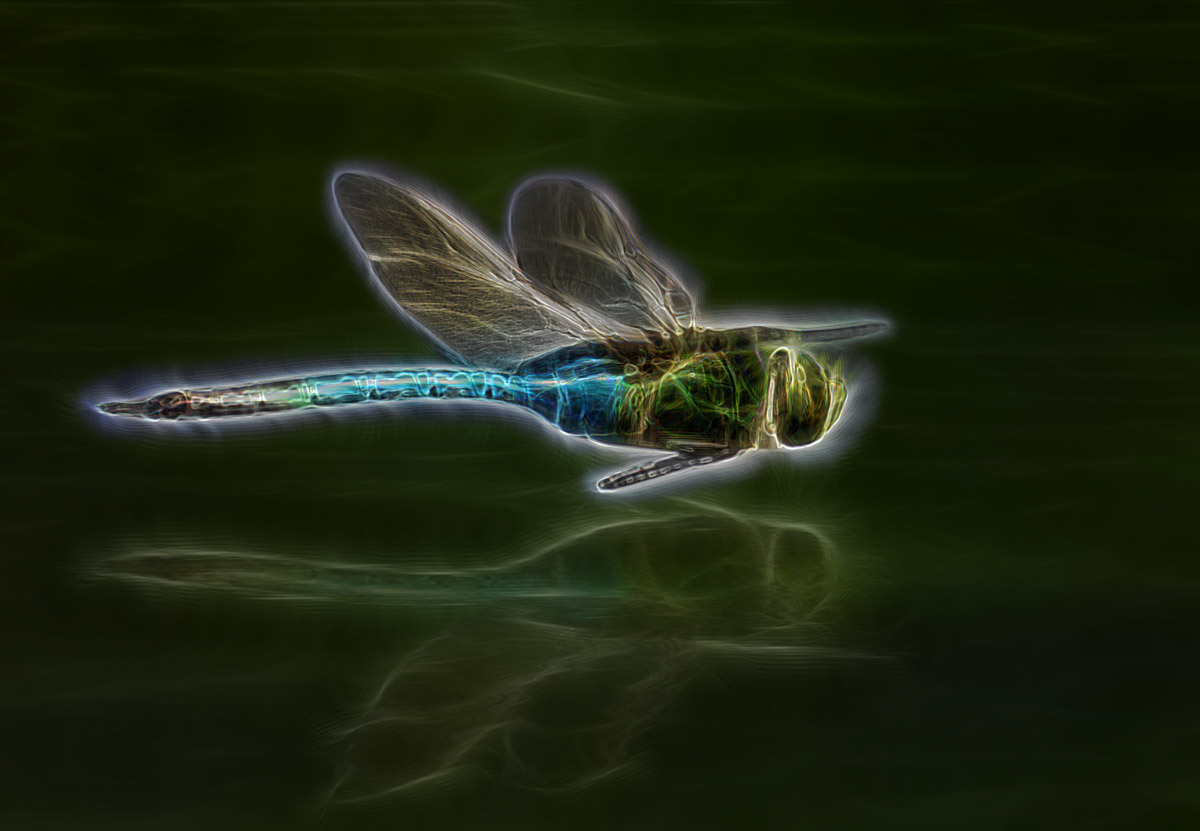 Glowing Dragonfly