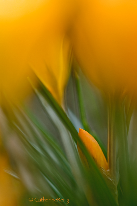 Birth of Spring + Repost