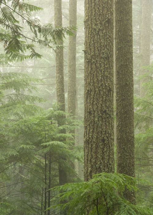 Guardians of the Forest