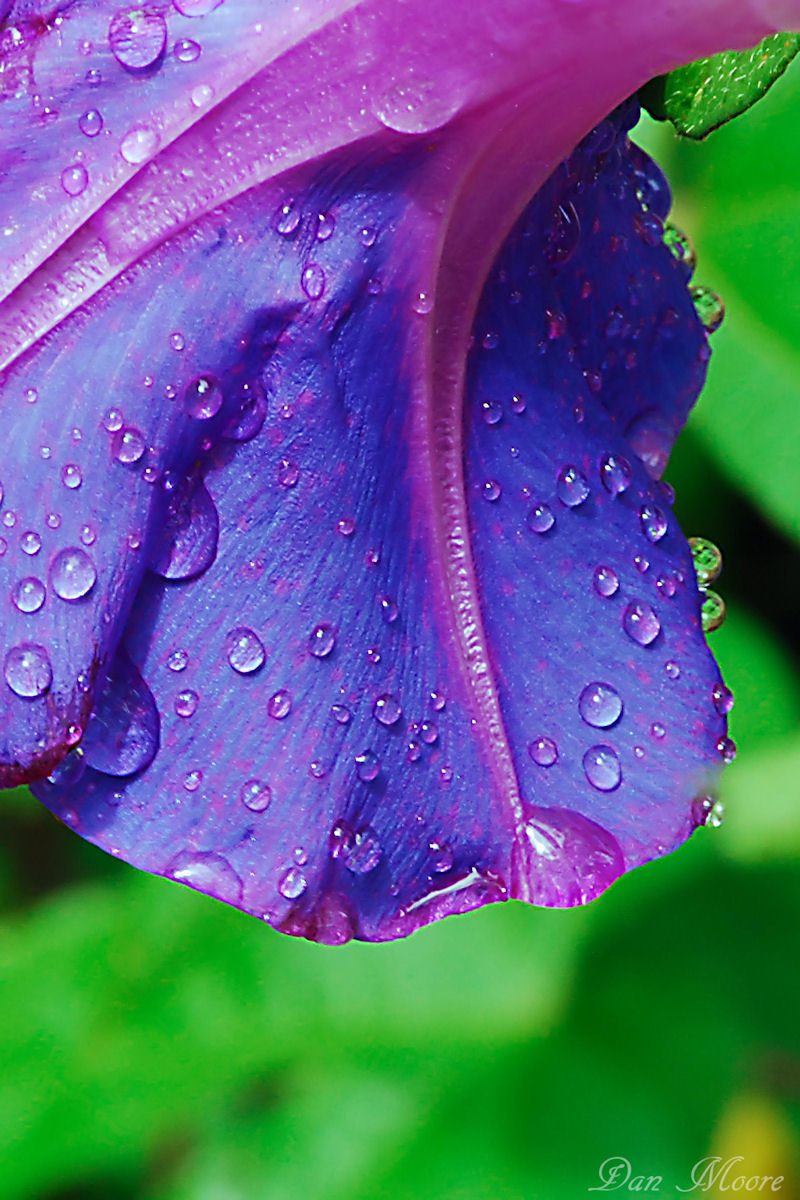 The morning dew