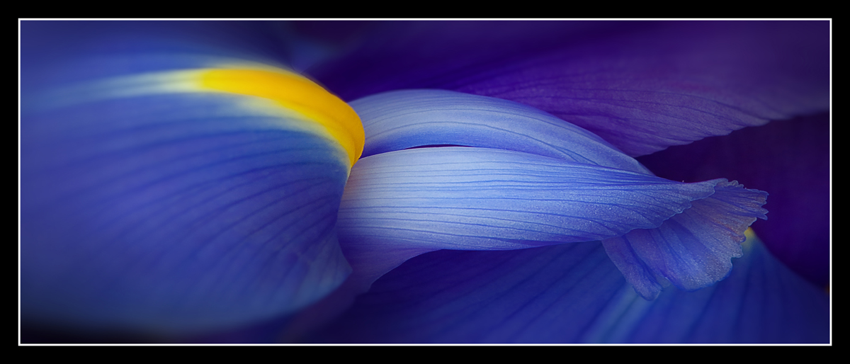 Siberian Iris Abstract 2