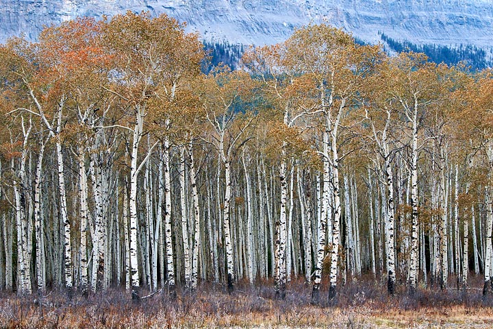 Pallisades Birch Stand