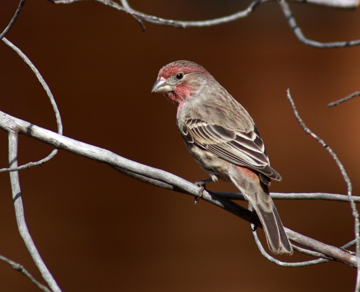 House Finch