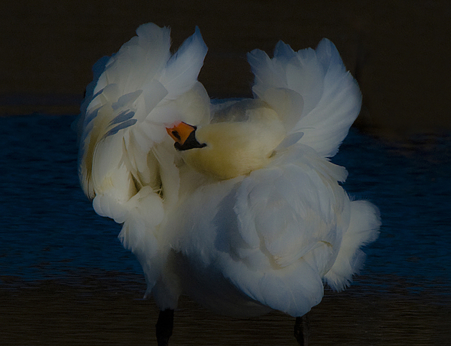 Plumage in Bloom