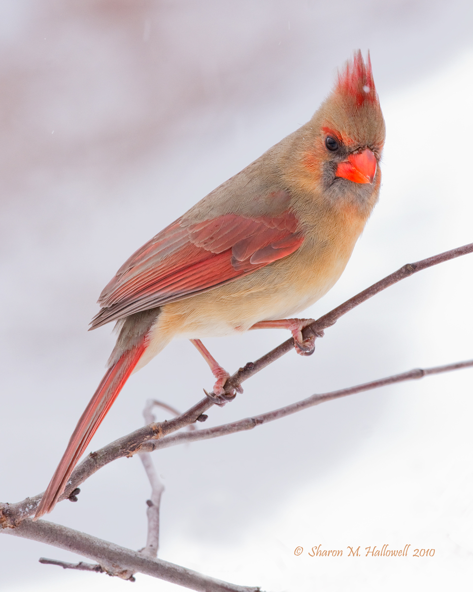 Cardinal 