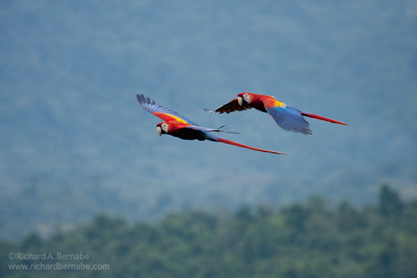 Scarlet Macaws