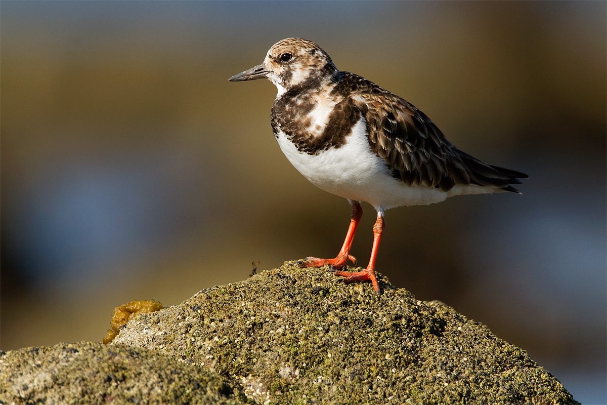Turnstone w/REPOST
