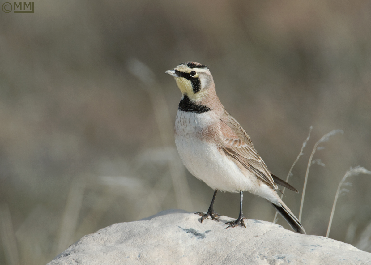 Horned Lark