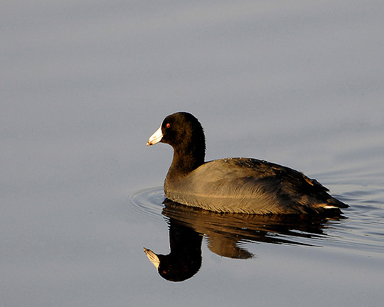 American Coot