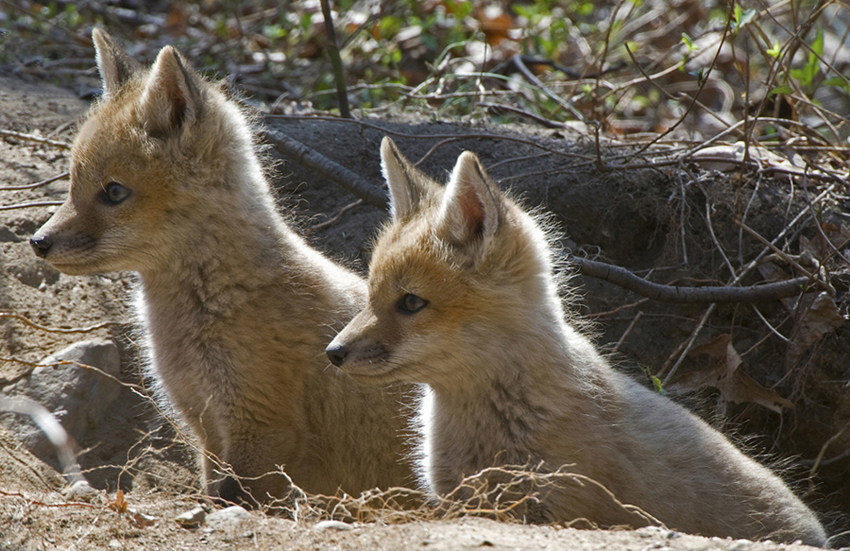 Synchronized Attention