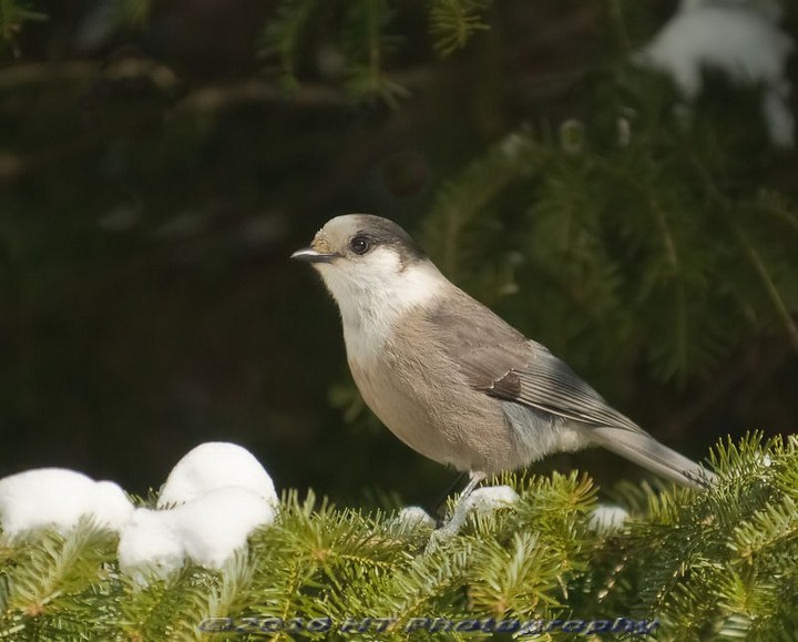 Gray Jay