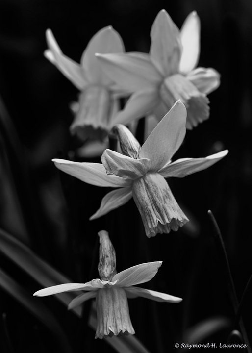 Announcing Spring