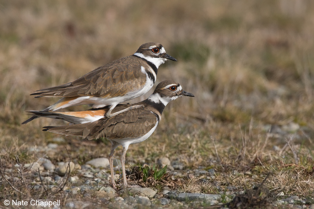 Killdeer Mating