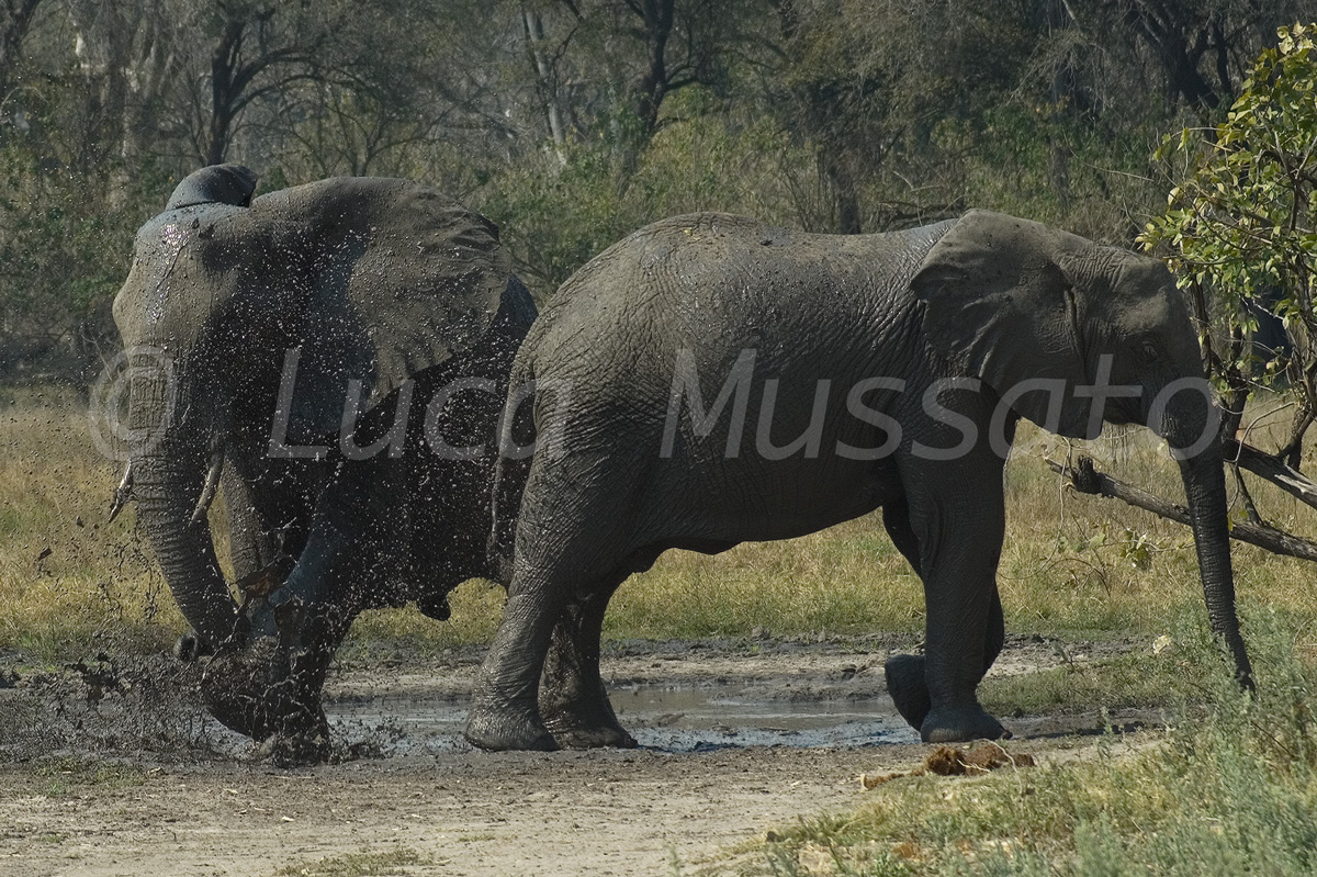 PLaying in the mud