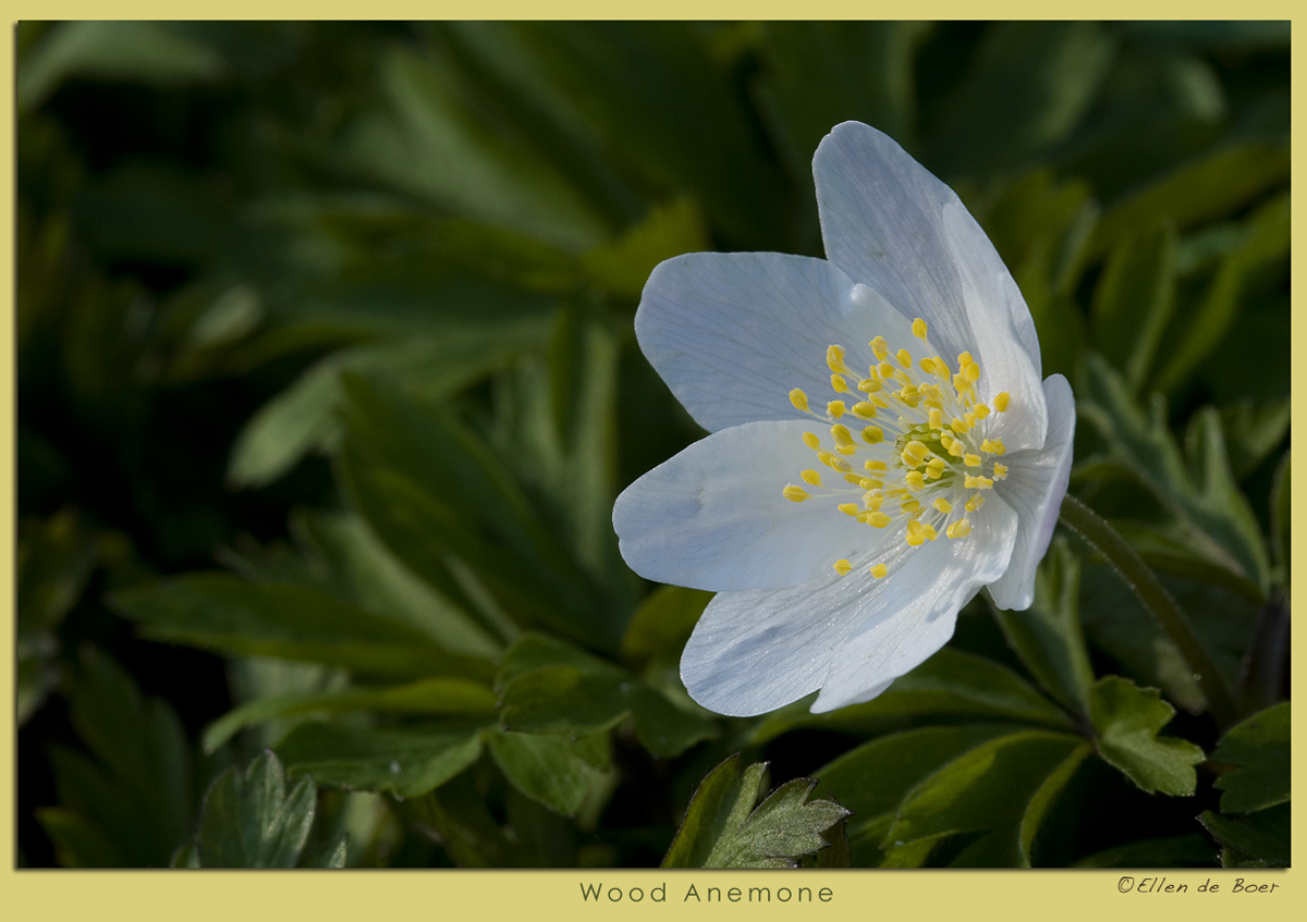 Wood Anemone