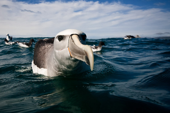 A Shy Albatross