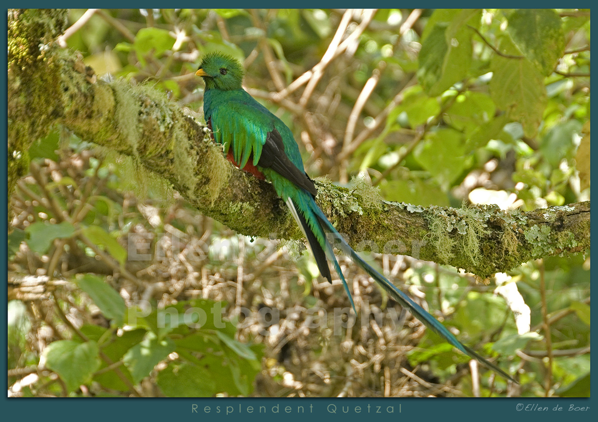 Resplendent Quetzal