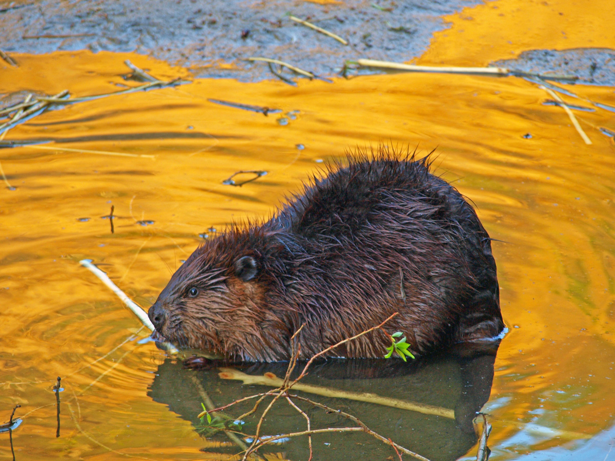 Beaver Sunset