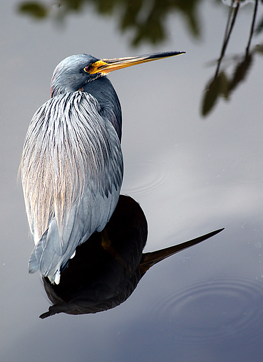Heron On Heron