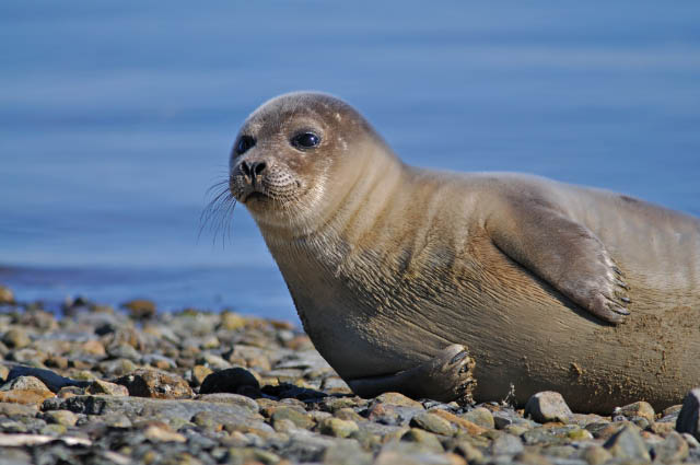 Dapper Seal