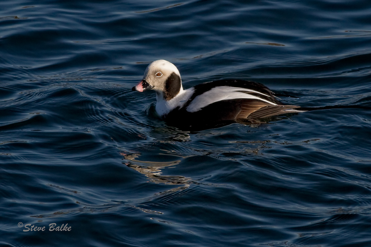 Long-tailed Duck