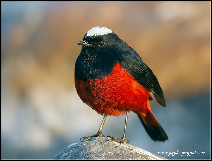 White - Capped Redstart