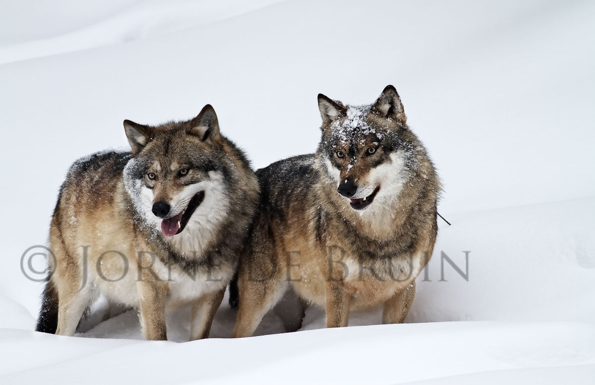 (c) Wolves + repost
