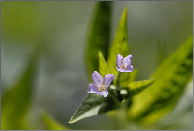 Mountain flowers