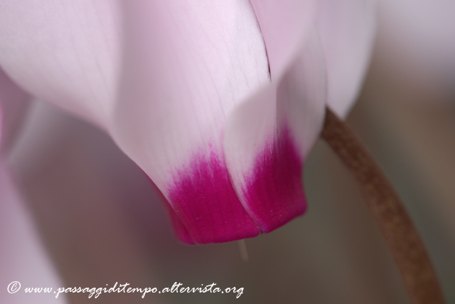 Cyclamen